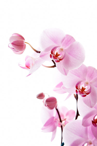 Orchidee4378